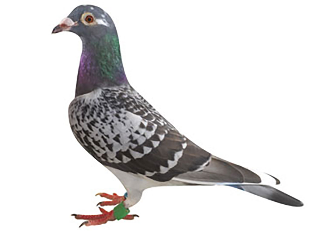 エルビス菊花賞号（スピード36号）