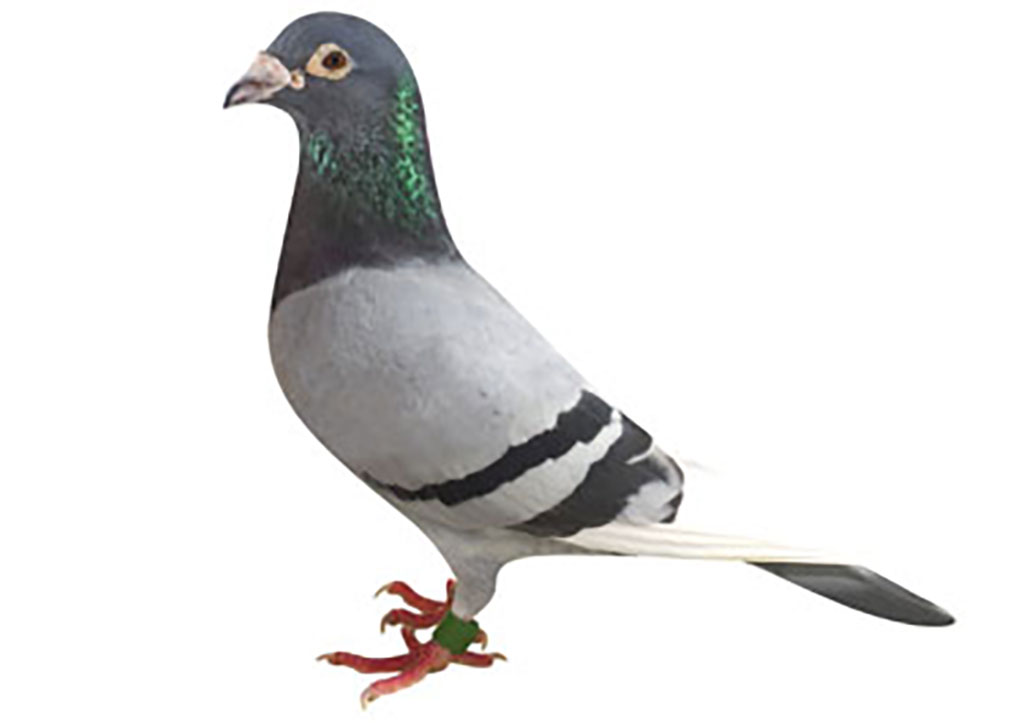 エルビスレジョナル号（スピード26号）