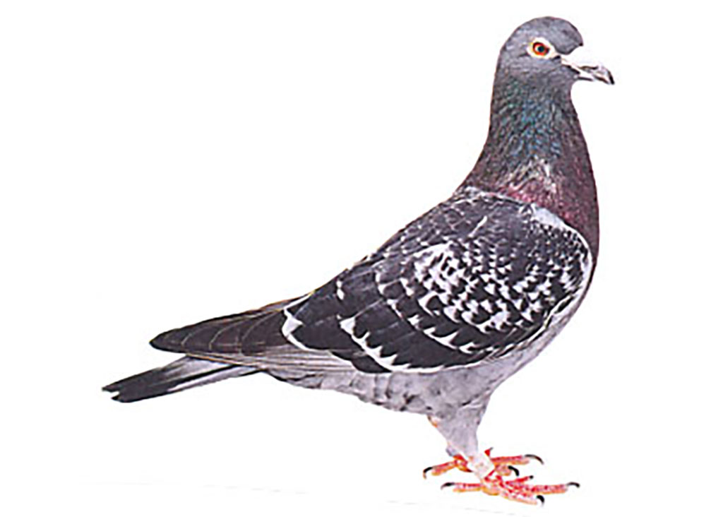 エルビスターボ号