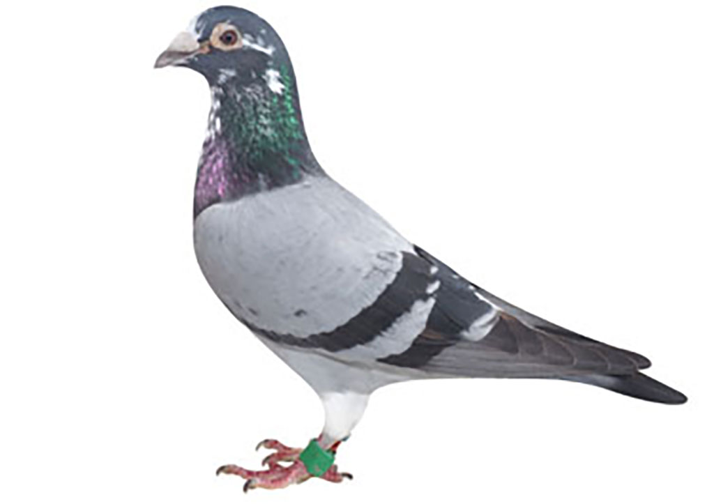 久保㋖ホープ号