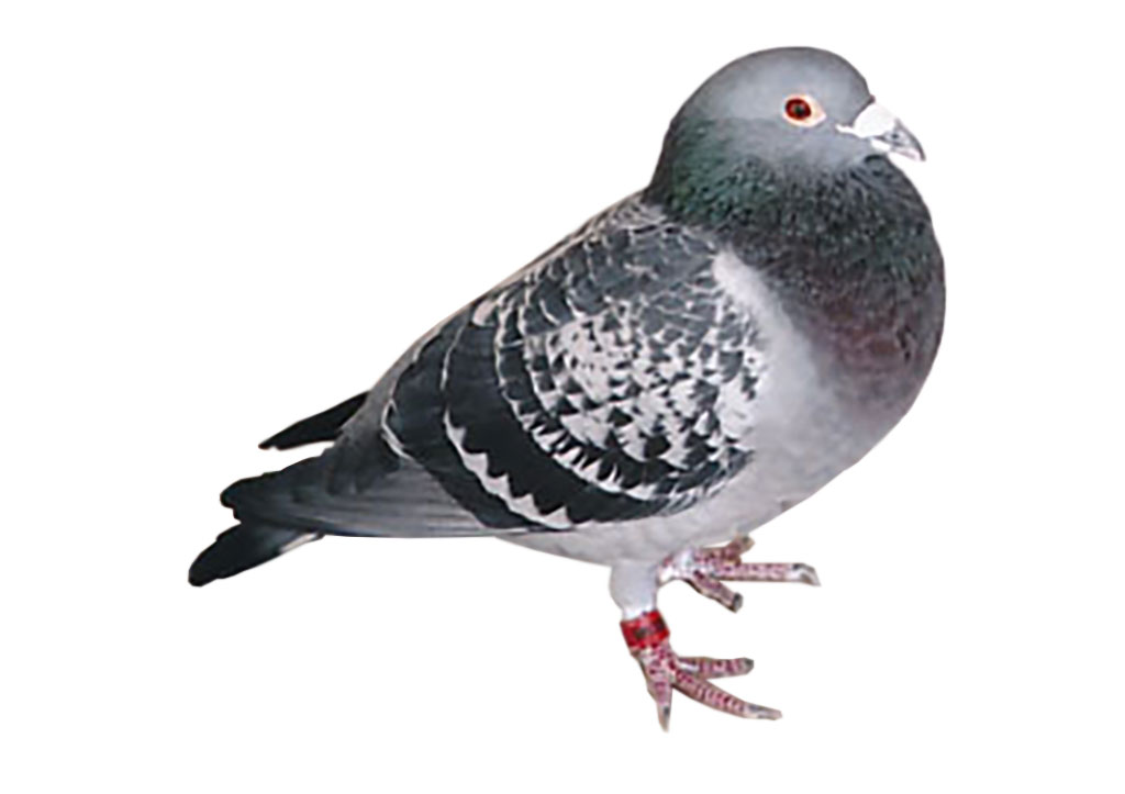 久保・トップスター号