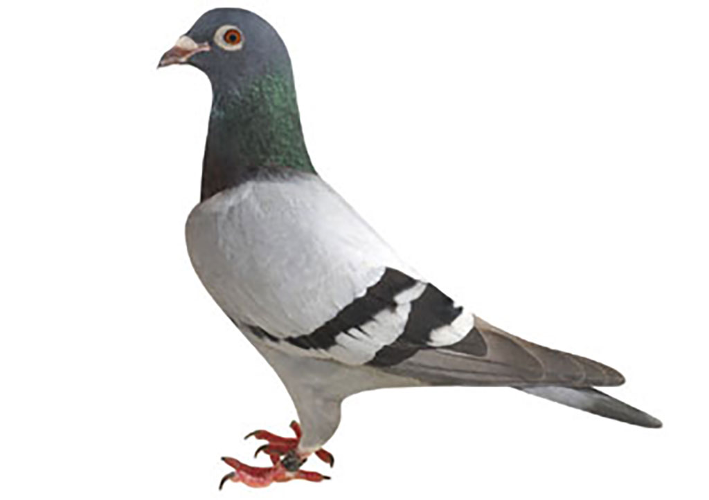 ㋖逆風クィン号