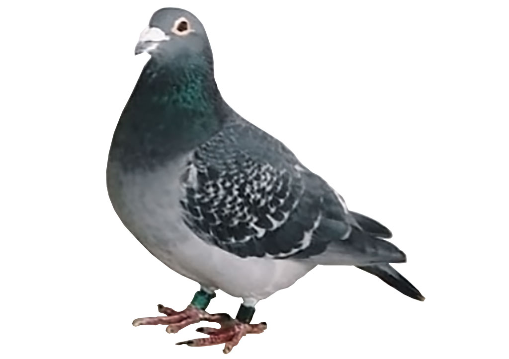 パワーエルビス号